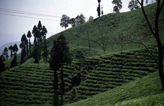 Darjeeling Mission Hill plantación